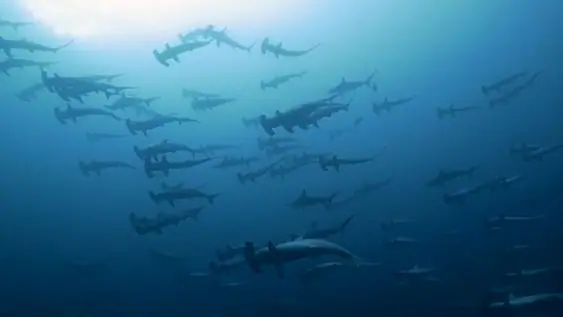 b-648-f-34489597-c-821-ae-91-c-03-b-0-c-1-fca-0