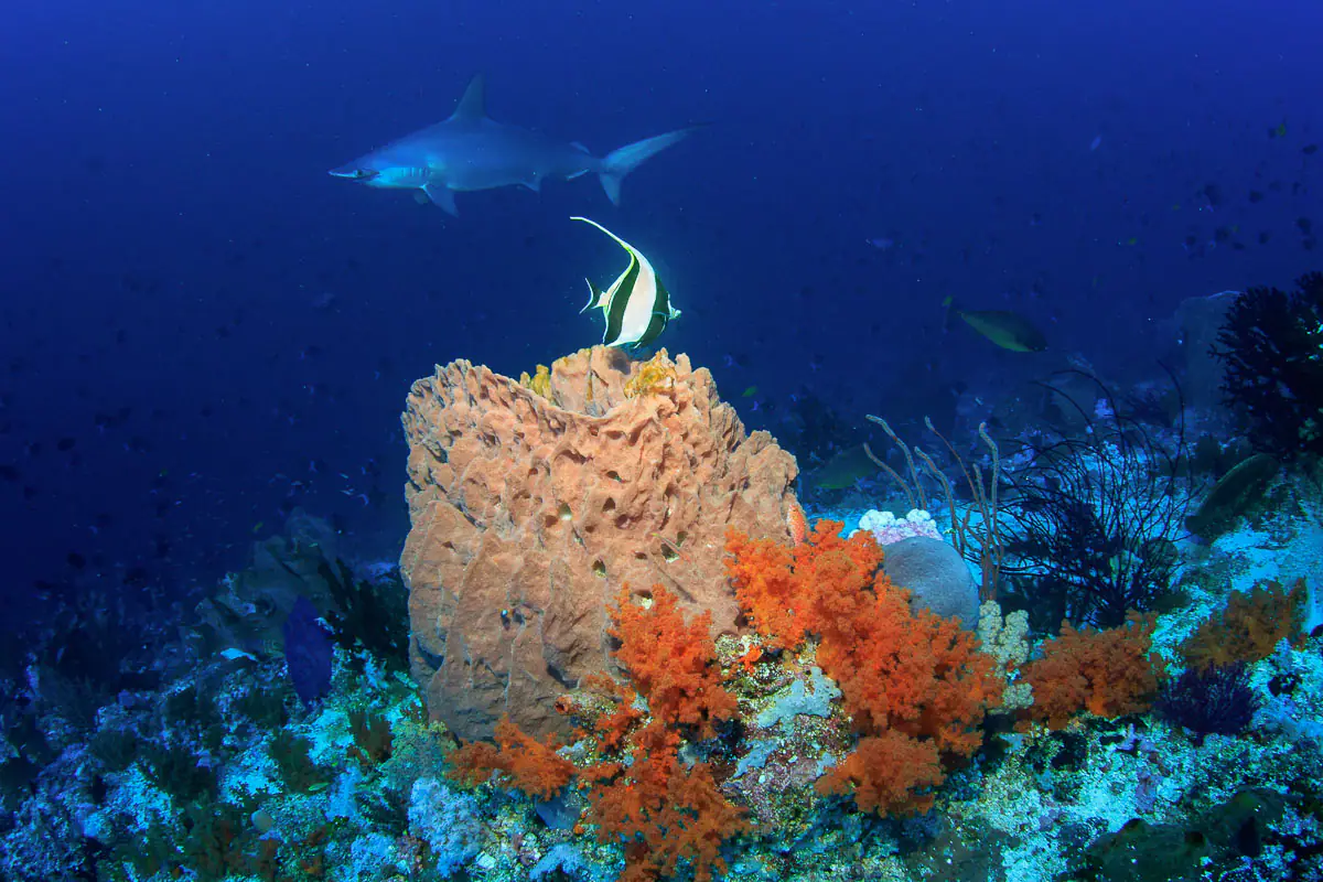 banda-sea-forgotten-islands-indonesia-3