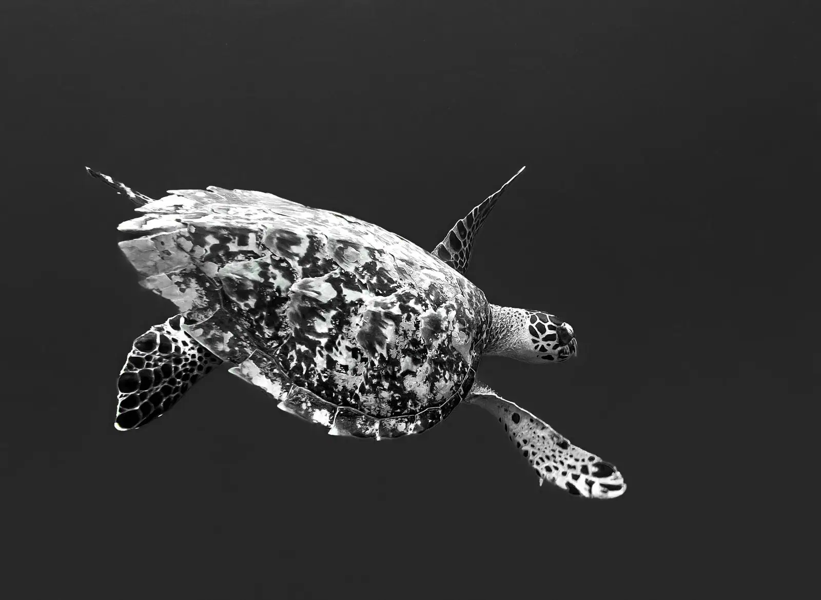 capture-da-a-cran-2024-03-11-a-10.39.33-2-1