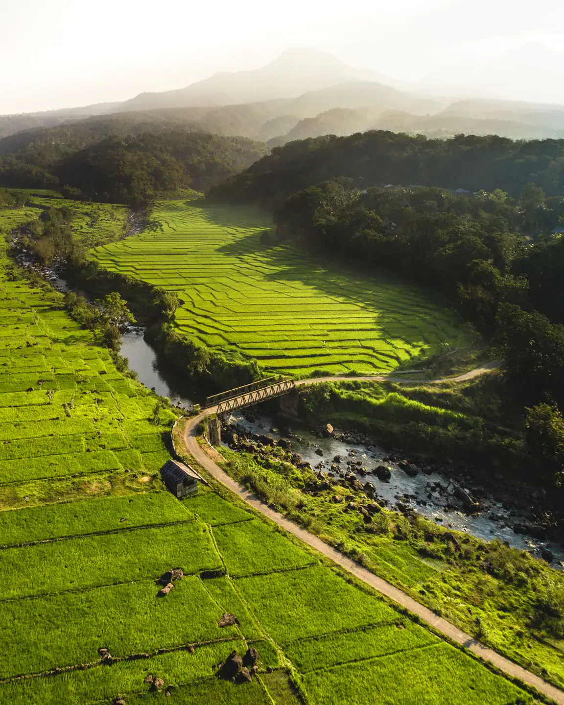 The Rice Paddy in Flores