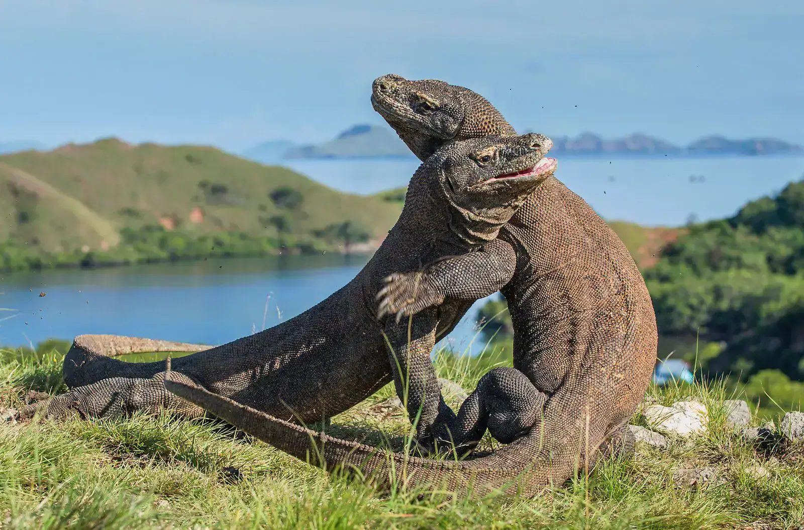 The Komodo Dragons