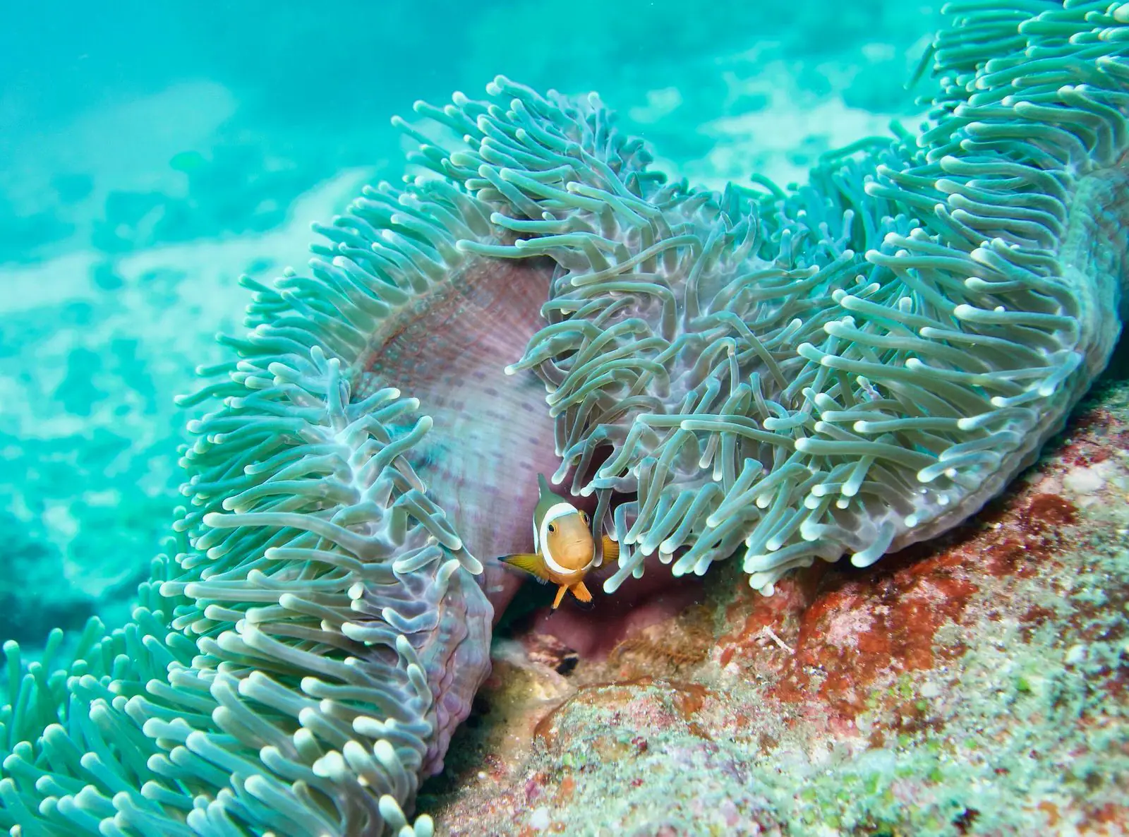 kudanil-explorer-luxury-exploration-yacht-clownfish-1