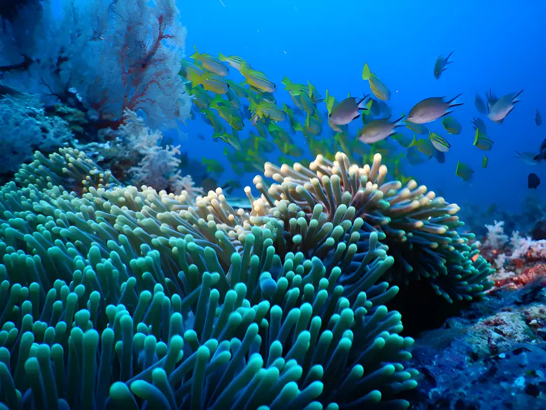 raja-ampat-marine-life-1920-x-1440